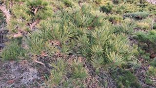 이정운님의 기타작물 · 영농일지 작성글 사진