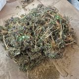 팜모닝 기타작물·영농일지 게시글 이미지