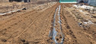 김성필님의 감자 · 영농일지 작성글 사진