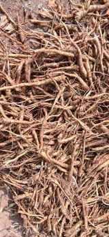 팜모닝 기타작물·영농일지 게시글 이미지