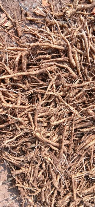 정연섭님의 기타작물 · 영농일지 작성글 사진