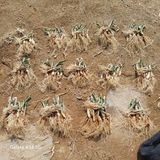 삼성농산님의 작성글 사진