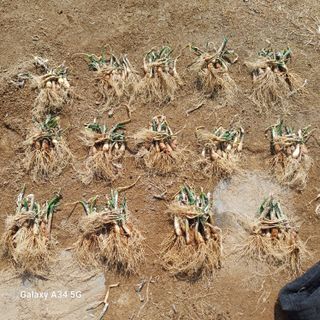 삼성농산님의 파 · 영농일지 작성글 사진