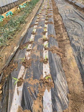 노아님의 옥수수 · 영농일지 작성글 사진