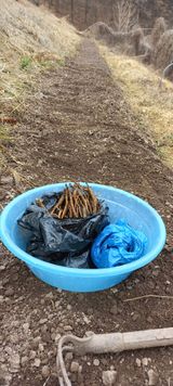 팜모닝 두릅·영농일지 게시글 이미지