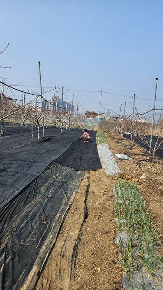 김인하님의 복숭아 · 영농일지 작성글 사진