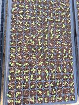 팜모닝 상추·영농일지 게시글 이미지