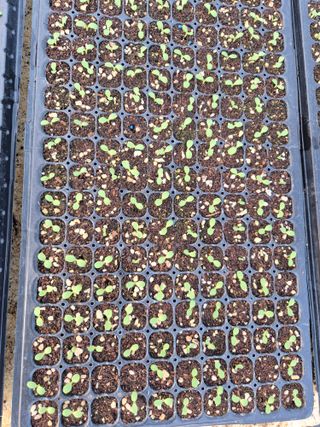 농민님의 상추 · 영농일지 작성글 사진