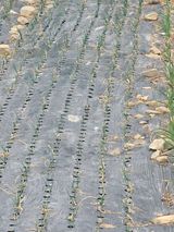 팜모닝 마늘·영농일지 게시글 이미지