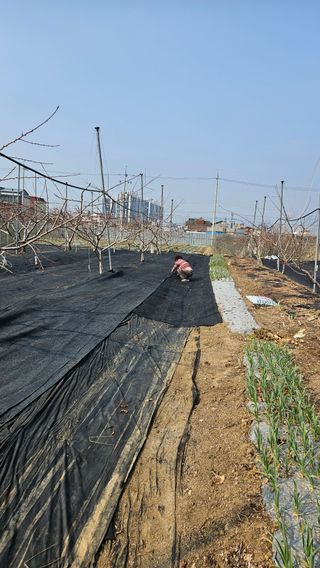 김인하님의 복숭아 · 영농일지 작성글 사진