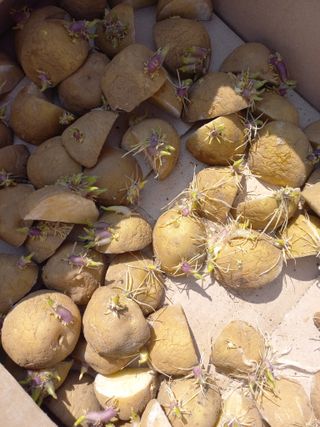 너바라기님의 감자 · 영농일지 작성글 사진