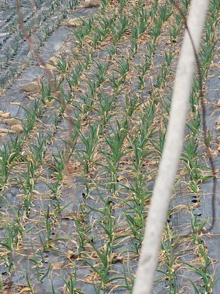 청산거사님의 마늘 · 영농일지 작성글 사진