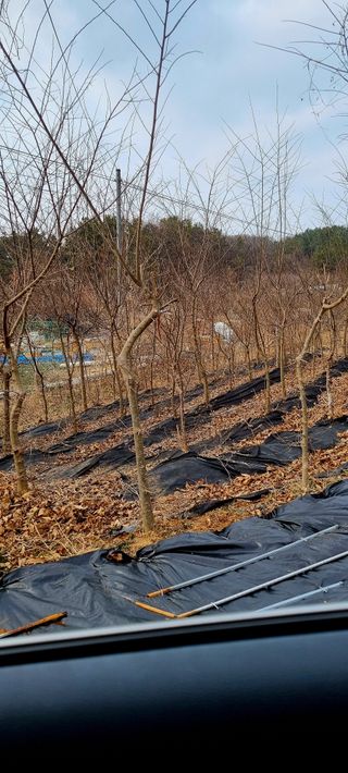 (팽나무*공주)님의 기타작물 · 영농일지 작성글 사진