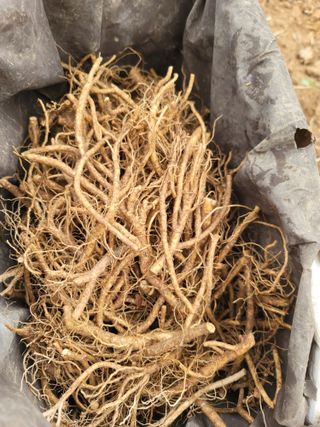 서성환님의 두릅 · 영농일지 작성글 사진