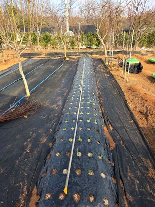 홍승대님의 마늘 · 영농일지 작성글 사진