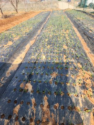 벙개도리님의 마늘 · 영농일지 작성글 사진