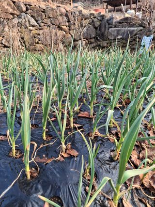 헤이쥬회원님의 마늘 · 영농일지 작성글 사진