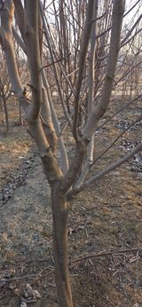 팜모닝 기타작물·영농일지 게시글 이미지