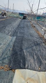 팜모닝 복숭아·영농일지 게시글 이미지