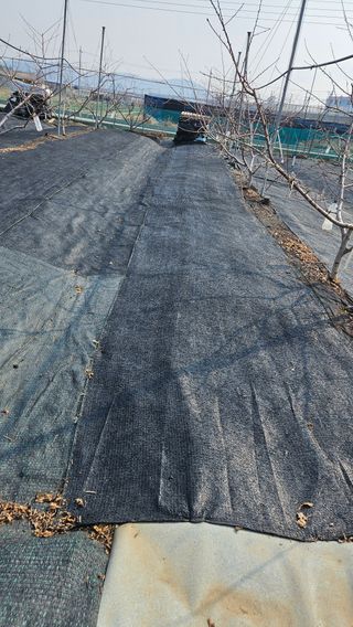 김인하님의 복숭아 · 영농일지 작성글 사진