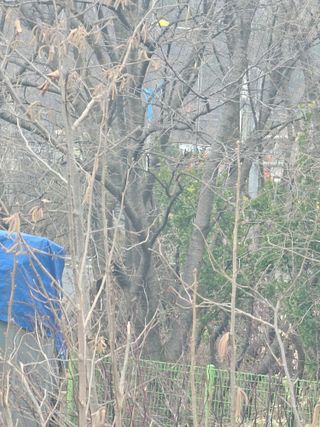 청산거사님의 마늘 · 영농일지 작성글 사진