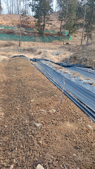 박준권님의 기타작물 · 영농일지 작성글 사진