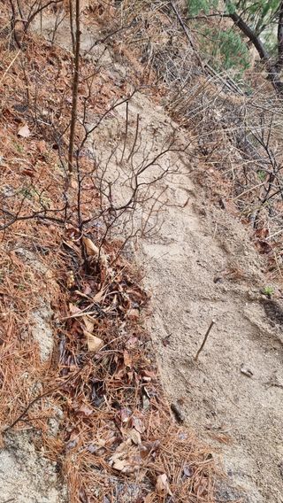 권혁렬님의 두릅 · 영농일지 작성글 사진