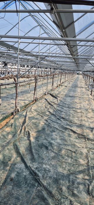 이화주님의 포도 · 영농일지 작성글 사진