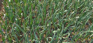 농건이님의 기타작물 · 영농일지 작성글 사진