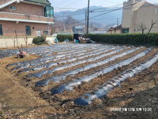 손석승(유성)님의 감자 · 영농일지 작성글 사진