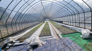 박미연님의 고추 · 영농일지 작성글 사진