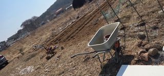 김성필님의 감자 · 영농일지 작성글 사진