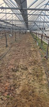 팜모닝 포도·영농일지 게시글 이미지