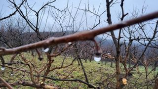 김형관님의 감 · 영농일지 작성글 사진