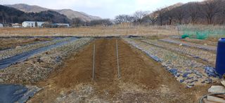 남궁봉님의 감자 · 영농일지 작성글 사진