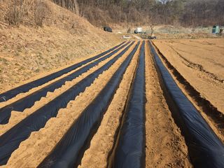 최경림님의 감자 · 영농일지 작성글 사진