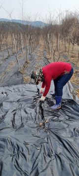 팜모닝 기타작물·영농일지 게시글 이미지