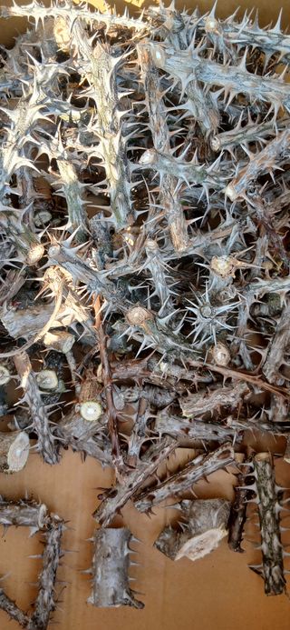 정연섭님의 기타작물 · 영농일지 작성글 사진