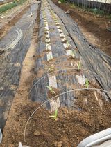 팜모닝 옥수수·영농일지 게시글 이미지