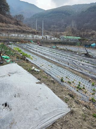 동길니우스님의 마늘 · 영농일지 작성글 사진