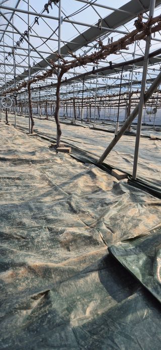 이화주님의 포도 · 영농일지 작성글 사진