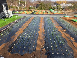 홍승대님의 마늘 · 영농일지 작성글 사진