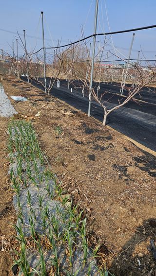 김인하님의 복숭아 · 영농일지 작성글 사진