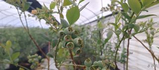 류근택님의 블루베리 · 영농일지 작성글 사진