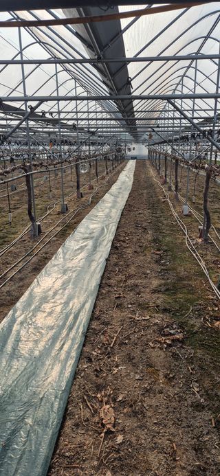 이화주님의 포도 · 영농일지 작성글 사진