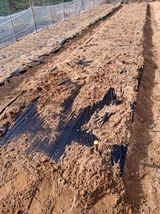 팜모닝 기타작물·영농일지 게시글 이미지