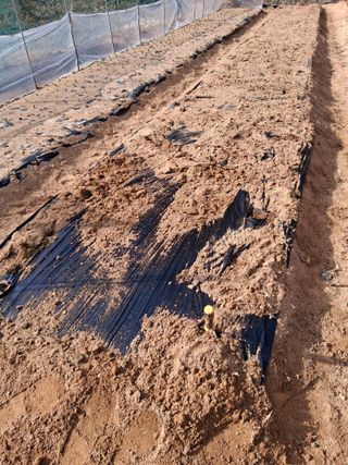 한건택님의 기타작물 · 영농일지 작성글 사진