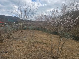 진전님의 기타작물 · 영농일지 작성글 사진