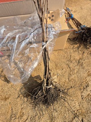 호랑이별님의 기타작물 · 영농일지 작성글 사진