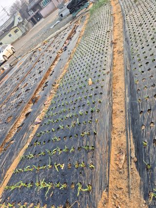 송명식님의 마늘 · 영농일지 작성글 사진